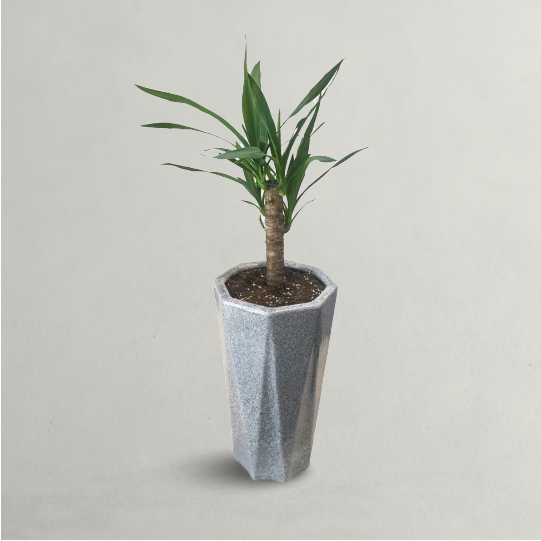 Spineless Yucca - Indoor Yucca Plant