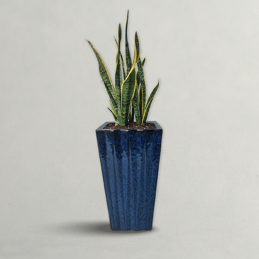 SNAKE PLANT | SANSEVIERIA PLANT (INDOOR PLANT)