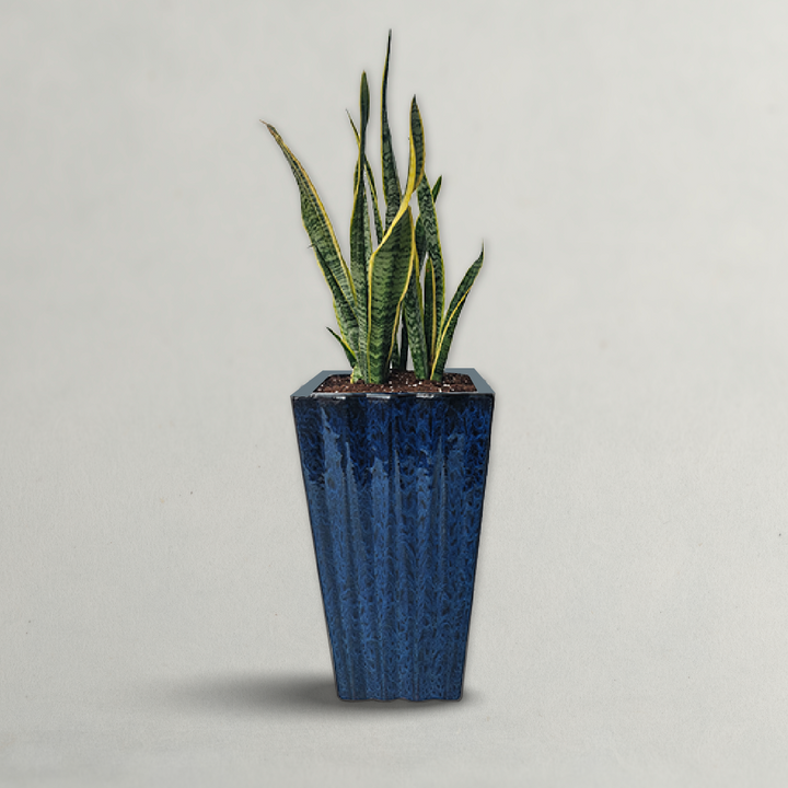 SNAKE PLANT | SANSEVIERIA PLANT (INDOOR PLANT)