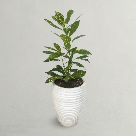 Garden Croton For Sale Online