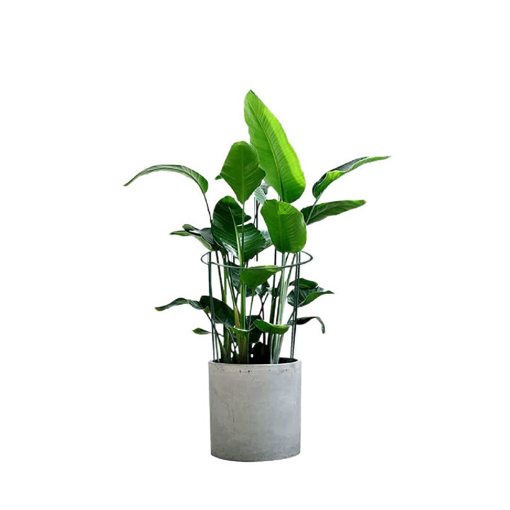 PLANT SUPPORT GARDEN TRELLIS