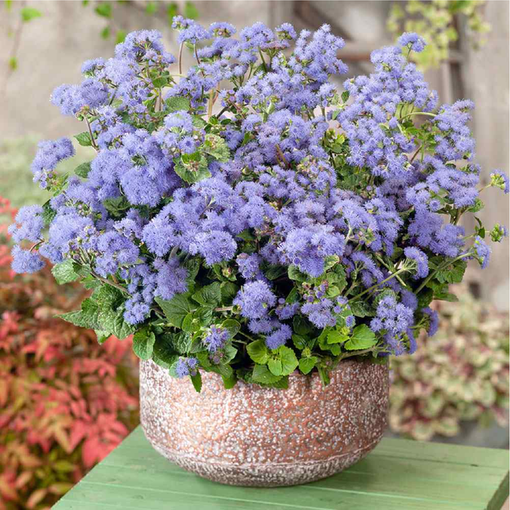 AGERATUM SEEDS<br> بذور الأجيراتوم