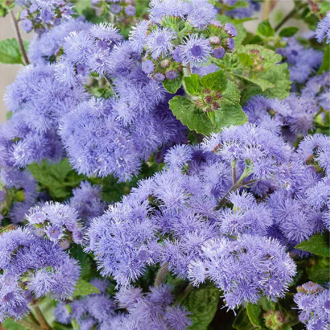 AGERATUM SEEDS<br> بذور الأجيراتوم