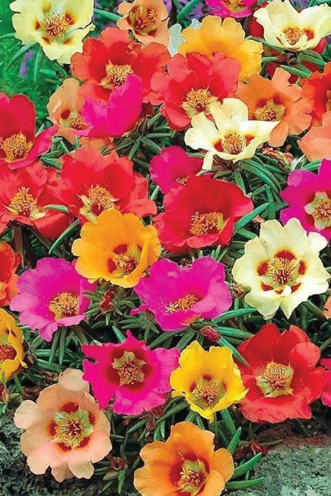 HALF LOTUS FLOWER SEEDS<br> بذور زهور اللوتس النصفية