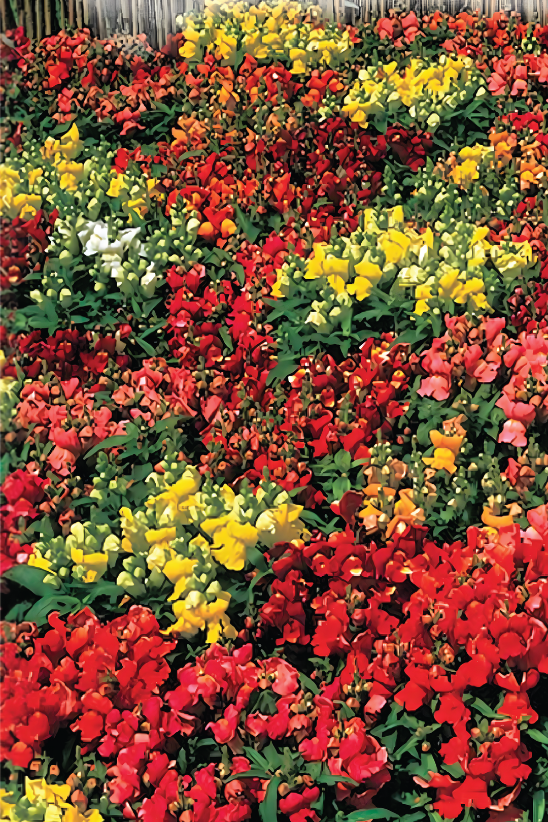 DWARF SNAPDRAGON SEEDS <br> بذور زهور فم السمكة القزمية