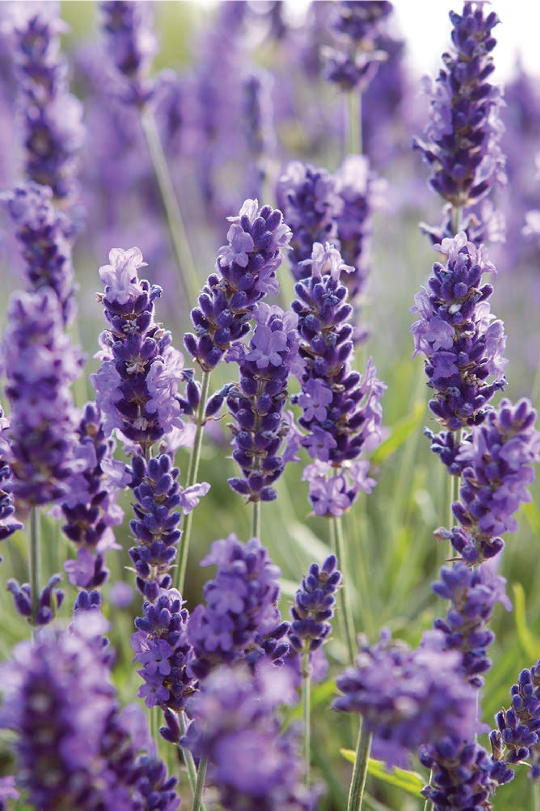 BLUE LAVENDER SEEDS <br> بذور اللافندر الأزرق