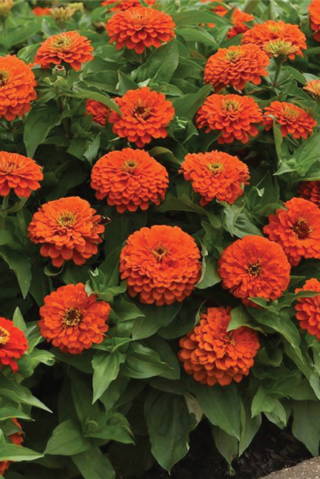 ZINNIA DOUBLE ZAHARA FIRE SEEDS <br> بذور زينيا اللهب دبل
