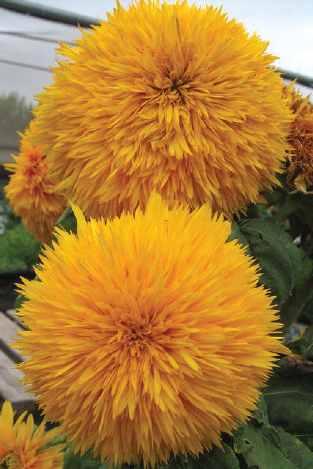 SUNFLOWER GOLDEN MILLIONAIRE SEEDS <br> بذور دوار الشمس الميليونير الذهبي