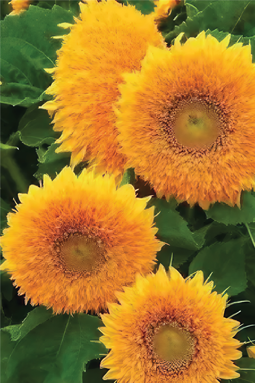 SUNFLOWER SUN GOLD SEEDS <br> بذور دوار الشمس الذهبي