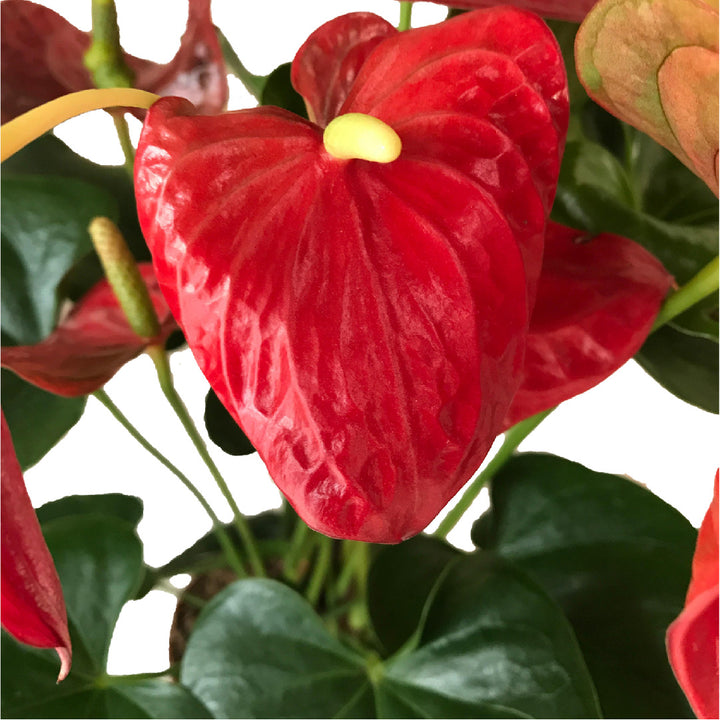 RED ANTHURIUM ANDREANUM PLANT