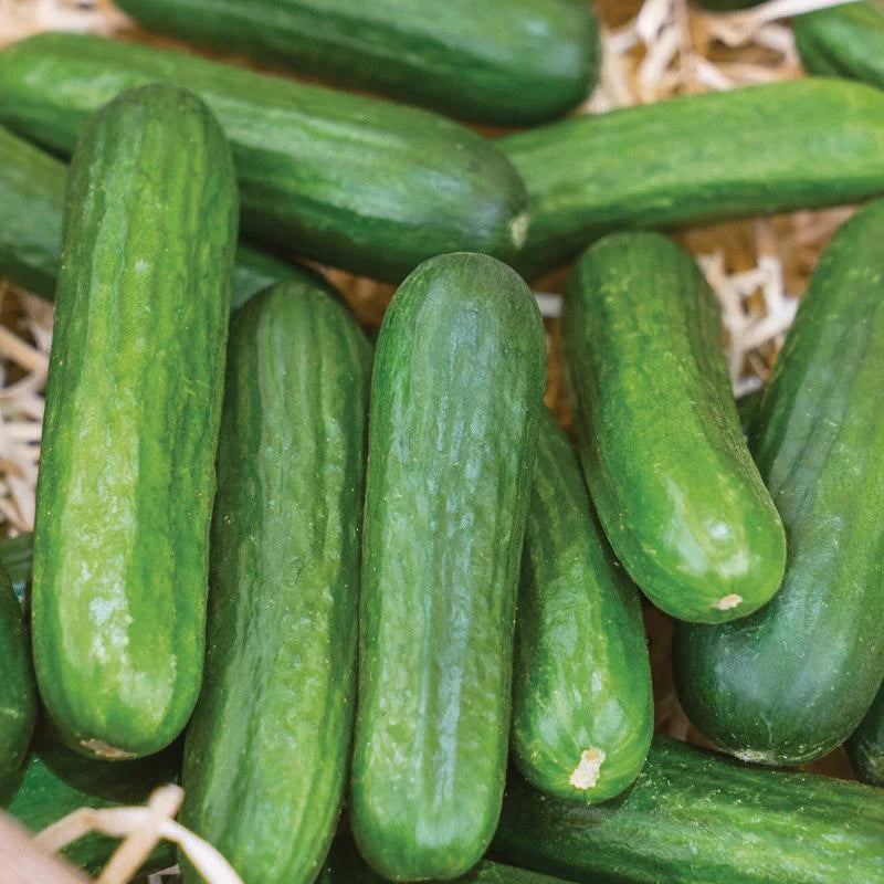 CUCUMBER MUNCHER SEEDS <br> بذور الخيار مونشير