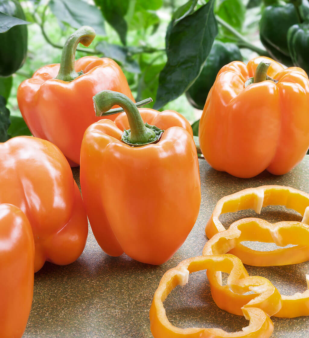 ORANGE CAPSICUM SEEDLING <br> شتلات الفلفل البارد البرتقالي العضوية
