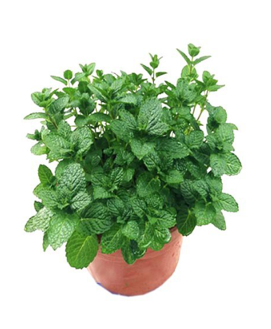 MINT PLANT<br> نبات النعناع