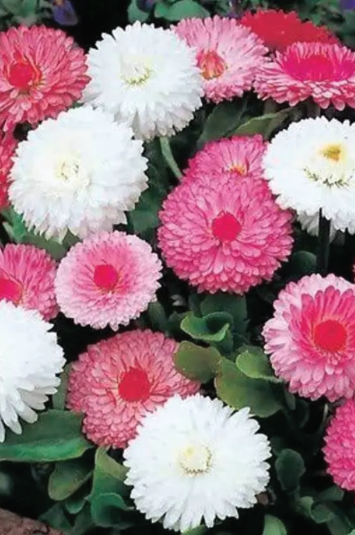ENGLISH DAISY DOUBLE MIX SEEDS <br> بذور الأقحوان الانجليزي الدبل - مكس