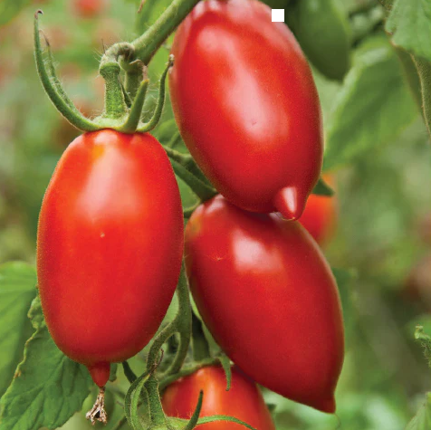 TOMATO AMISH PASTE SEEDS <br>بذور معجون الطماطم الأميشية