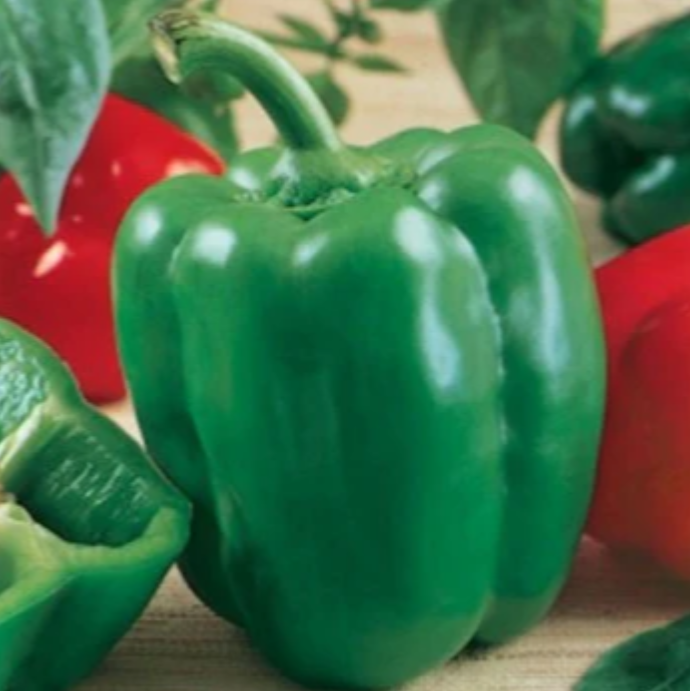 CALIFORNIA WONDER PEPPER SEEDS <br> بذور فلفل كاليفورنيا ووندر