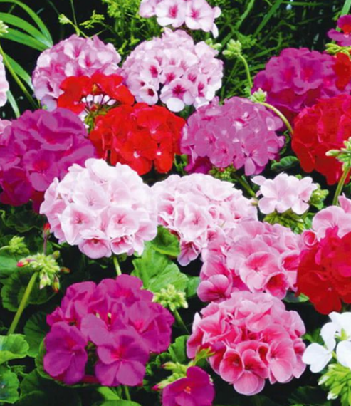 GERANIUM MIC FLOWER SEEDLING <br>شتلات زهور الجيرانيوم مكس