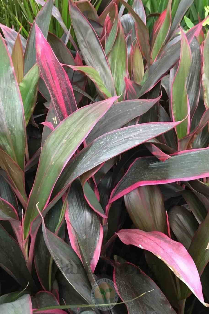 نبات الكورديلاين رومبا | نبات رومبا تي (ارتفاع 70 سم)