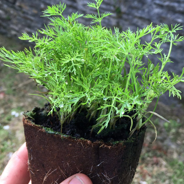 DILL SEEDS <br>بذور الشبت