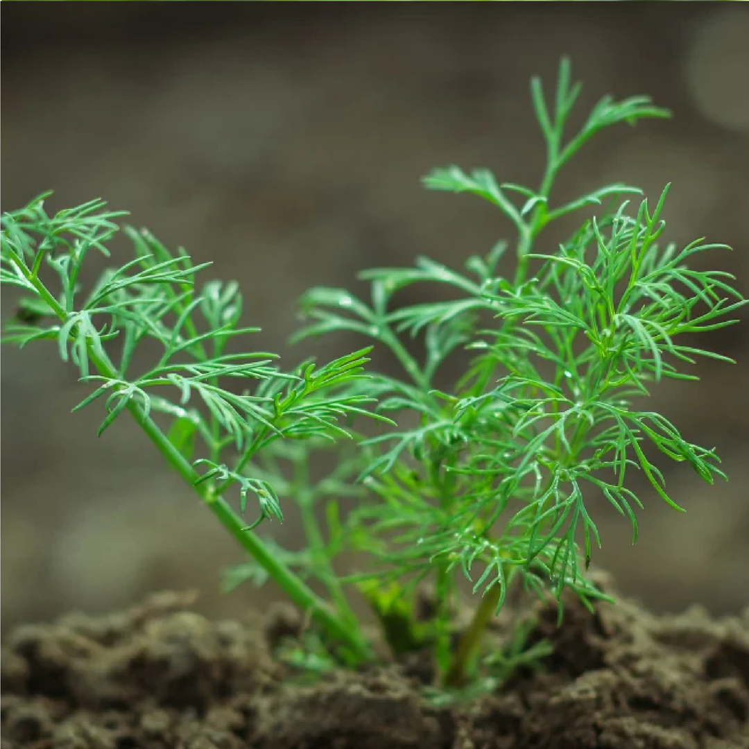 DILL SEEDS <br>بذور الشبت