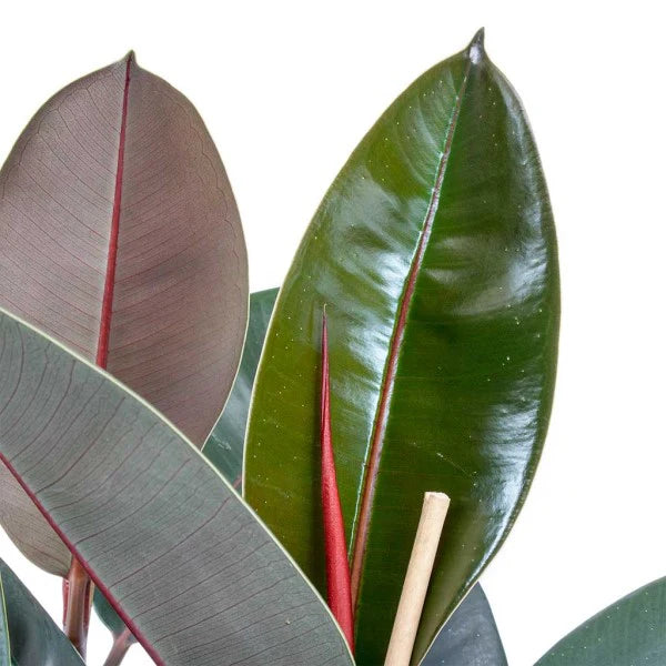 Ficus Elastica - Rubber Tree