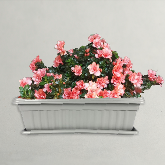 Plastic Pot With Tray