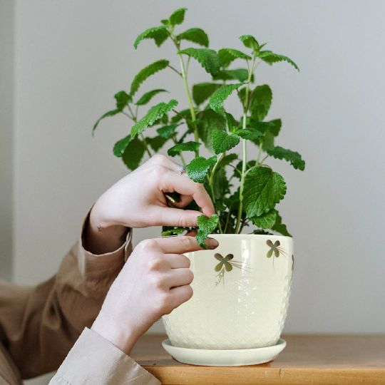 White Planters Buy Now