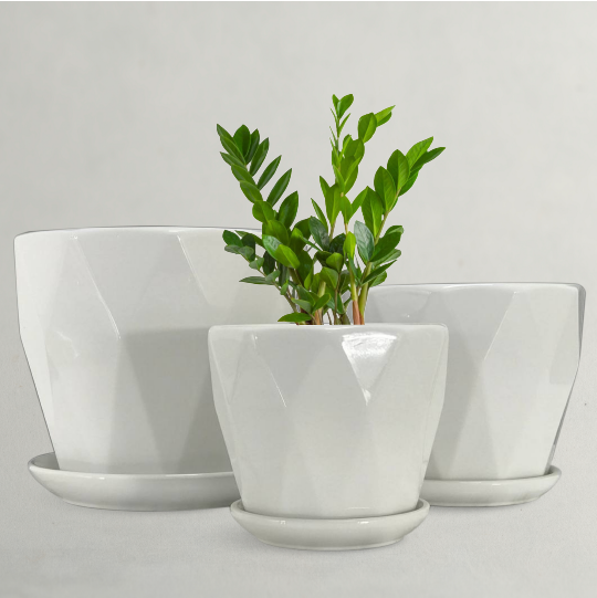 White Plants Pots