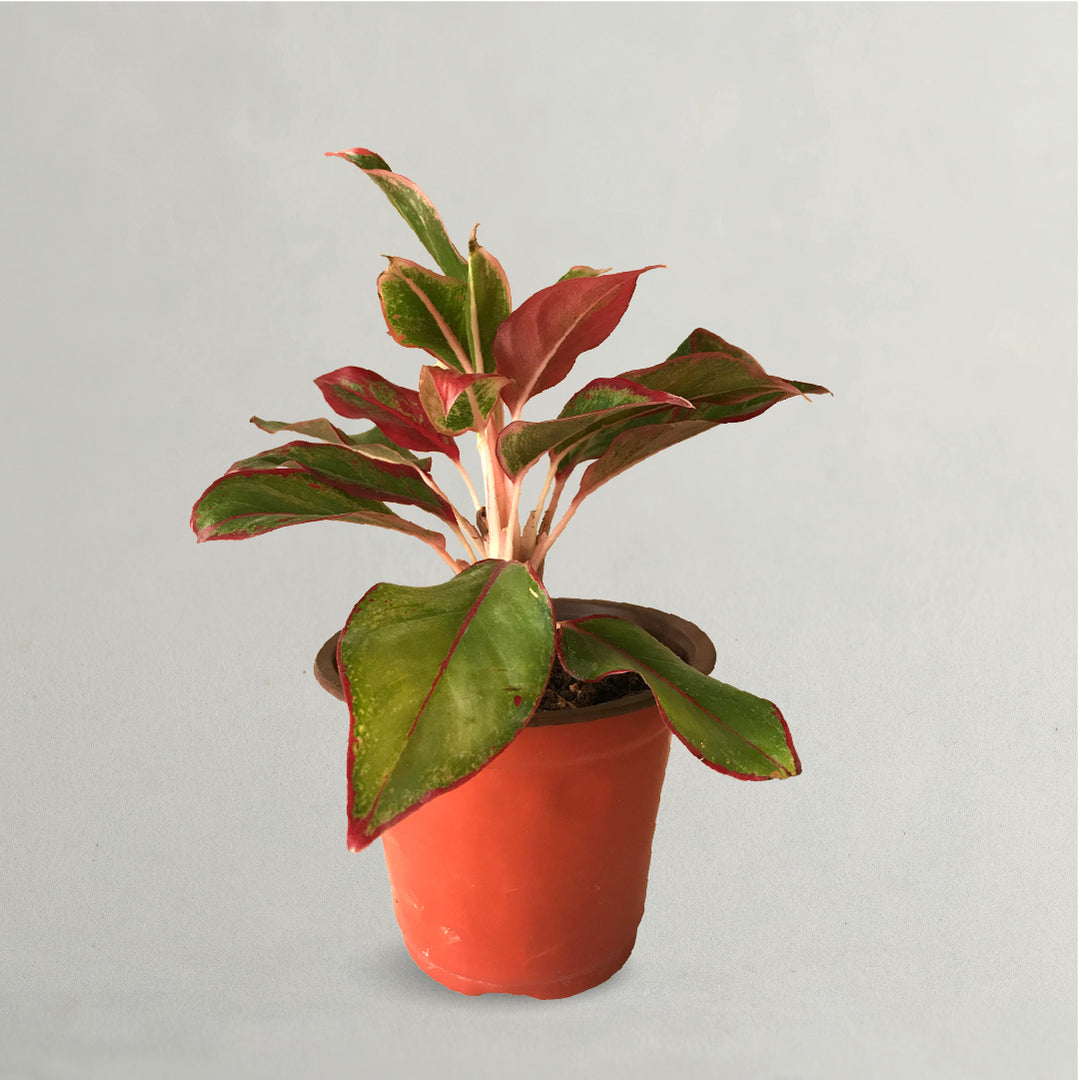 AGLAONEMA RUBY PLANT
