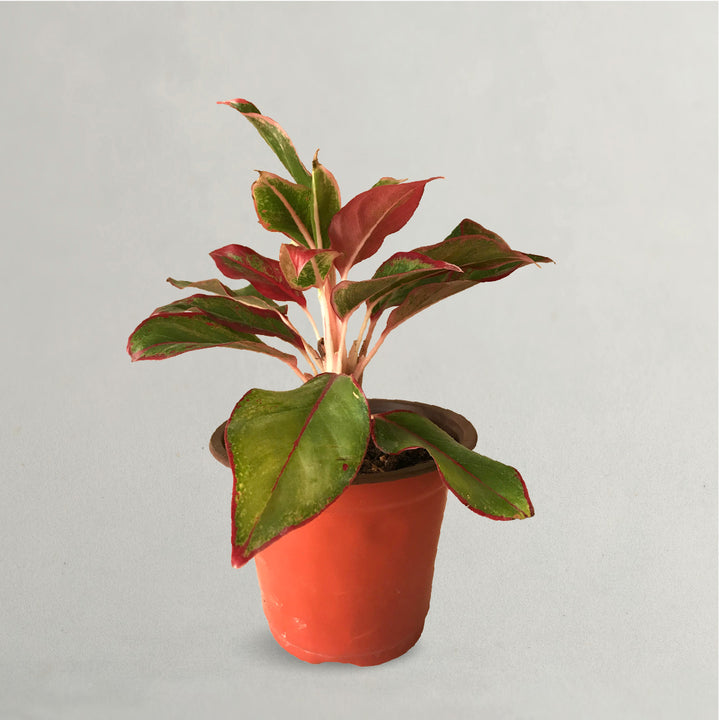 AGLAONEMA RUBY PLANT