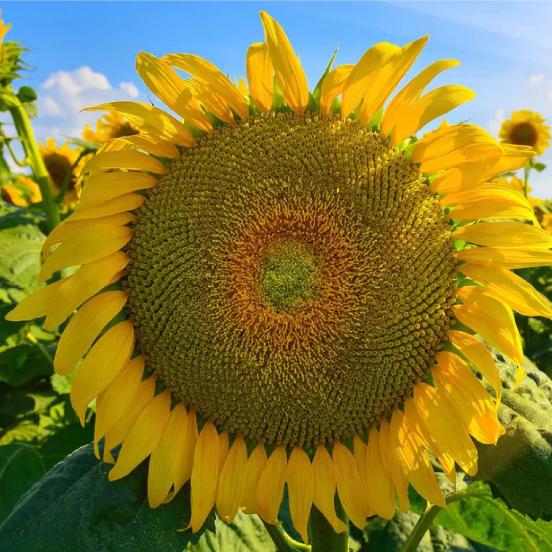 GIANT SUNFLOWER SEEDS<br> بذور دوار الشمس العملاق