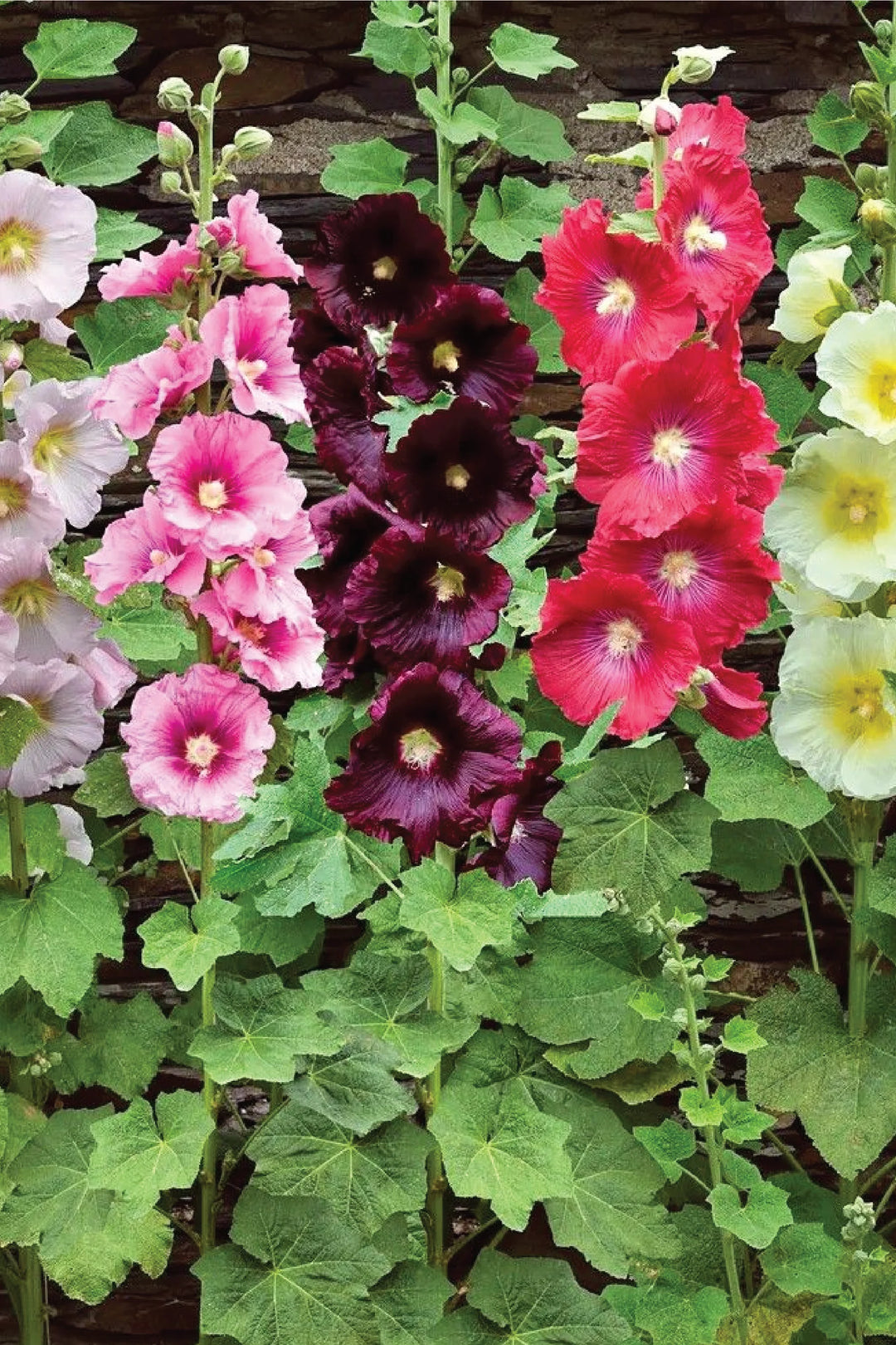 HOLLYHOCK FLOWER SEEDLING <br>شتلات زهور الخطميه الطويلة