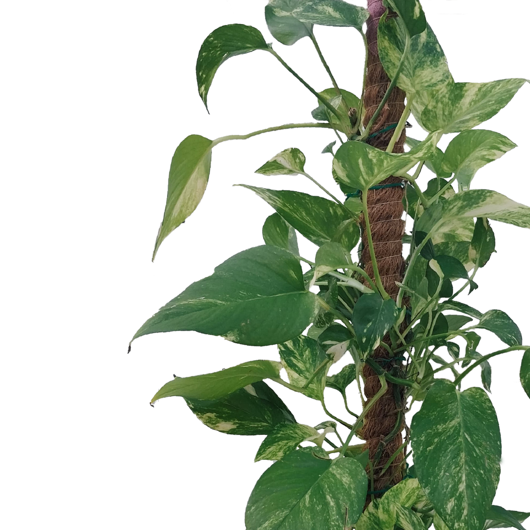 EPIPREMNUM AUREUM