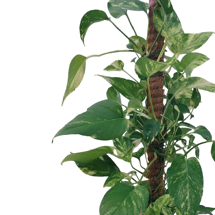EPIPREMNUM AUREUM