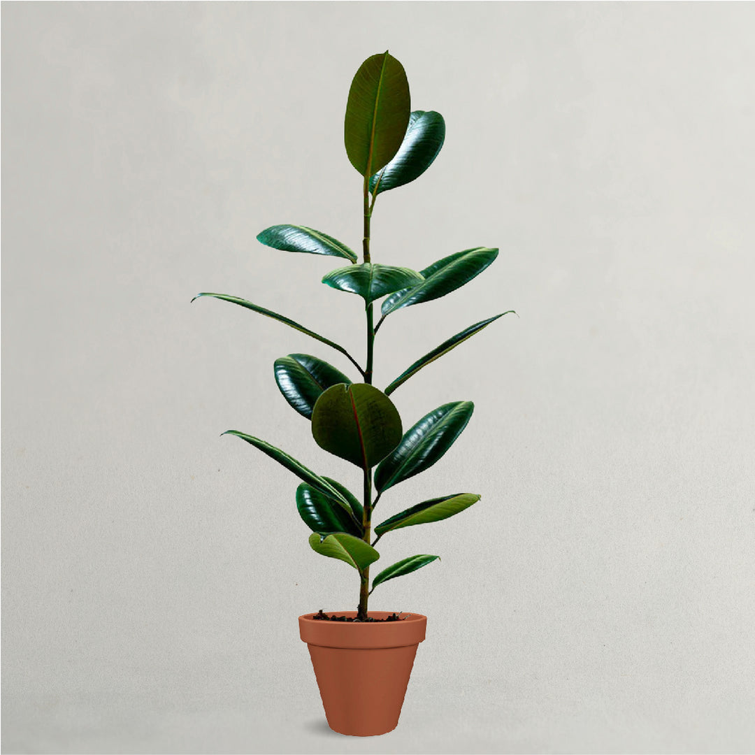 Ficus Elastica - Rubber Tree