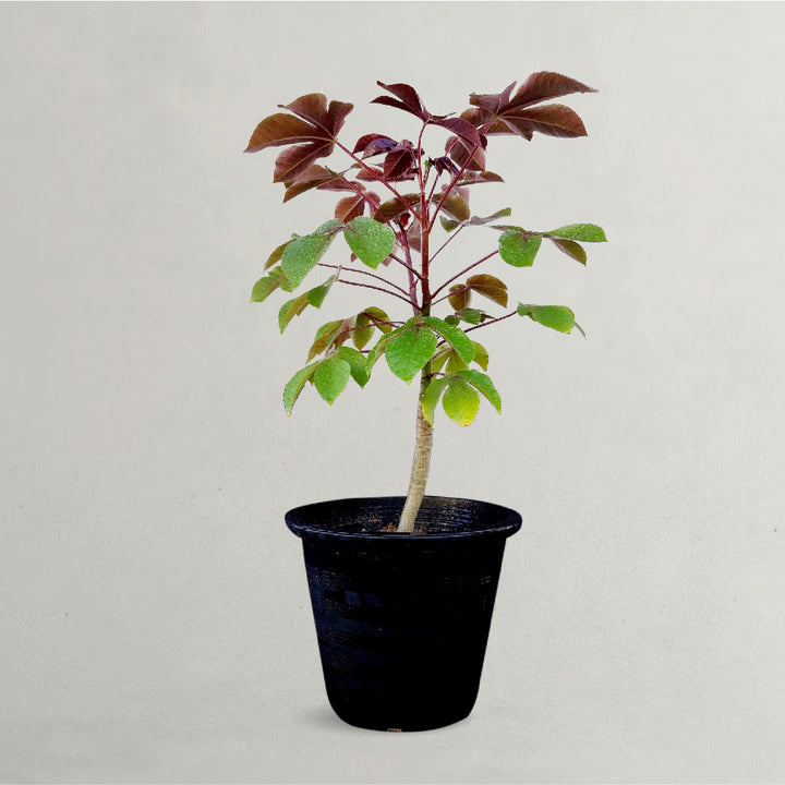 Jatropha Gossypiifolia