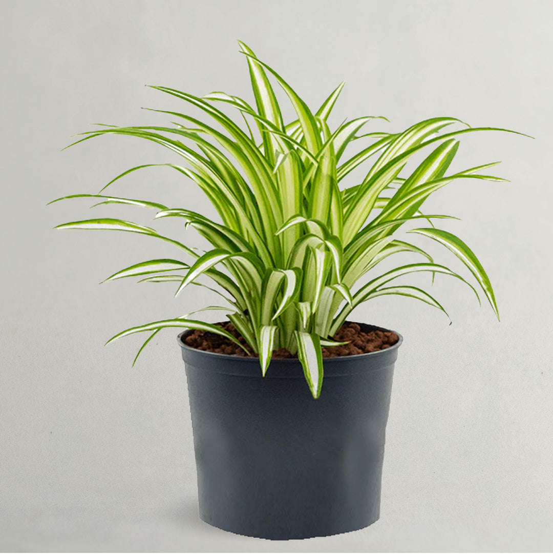How Fast Do Spider Plants Grow Spider Plants Outdoor Plants UAE