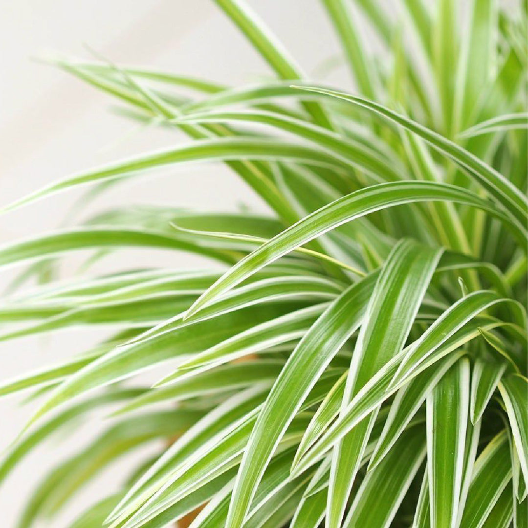 Spider Plant Buy now in Dubai