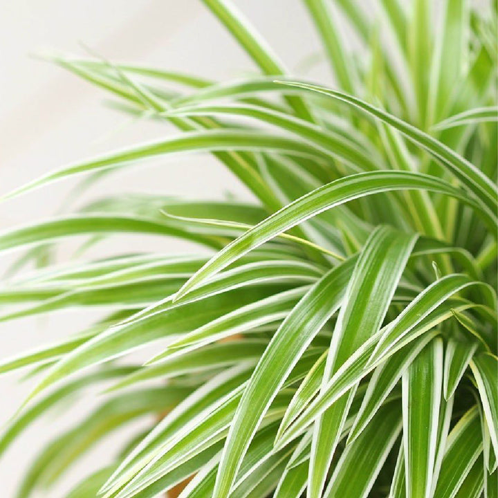 Spider Plant Buy now in Dubai