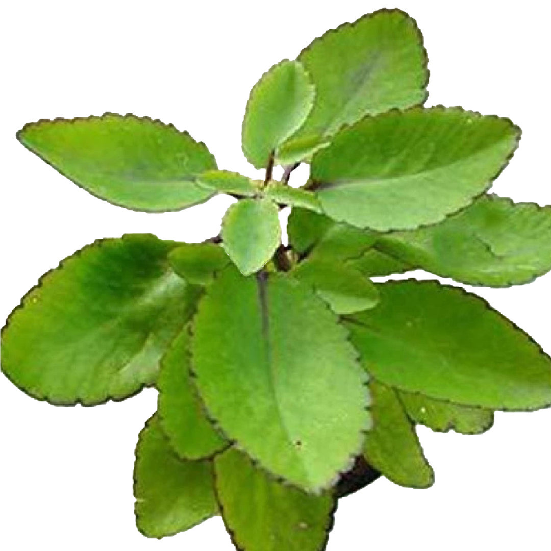RANAKALI PLANT
