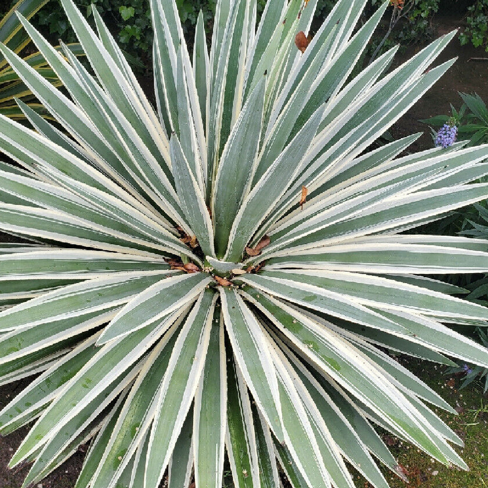 Agave Plant