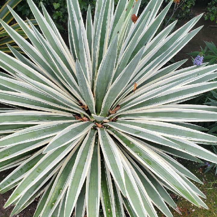 Agave Plant