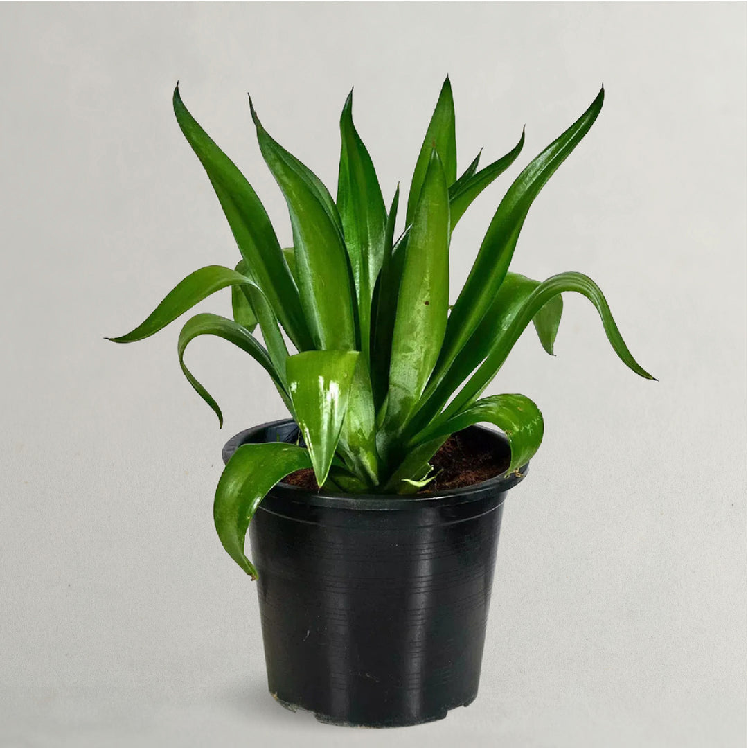 Agave Plant - Agave Desmetiana Jacobi