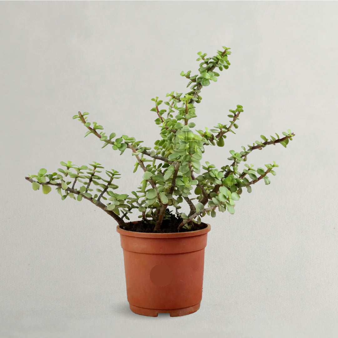 Portulacaria Afra