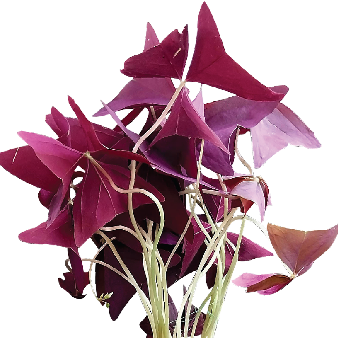 OXALIS TRIANGULARIS, LOVE PLANT, PURPLE SHAMROCK