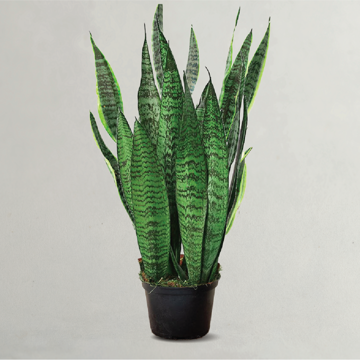 SANSEVIERIA GREEN SNAKE PLANT