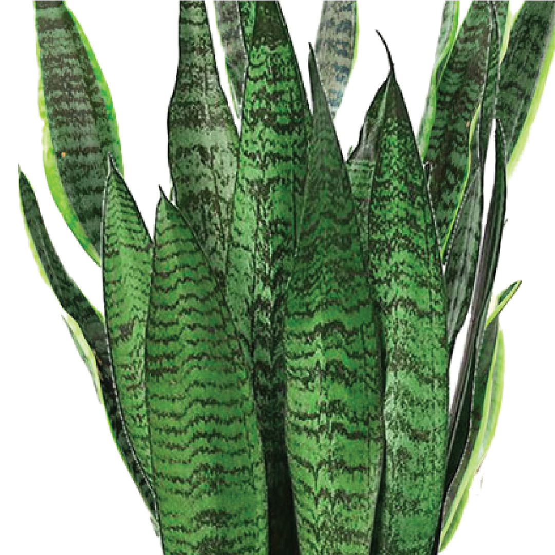 SANSEVIERIA GREEN SNAKE PLANT