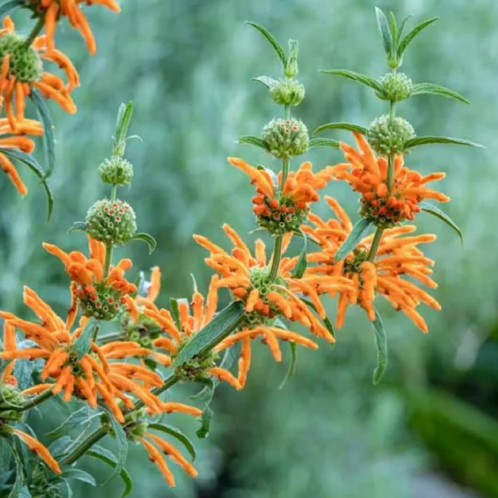 LEONOTIS SEEDS<br> بذور زهور أذن الأسد