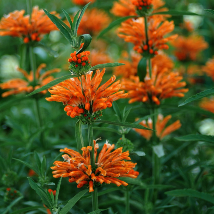 LEONOTIS SEEDS<br> بذور زهور أذن الأسد