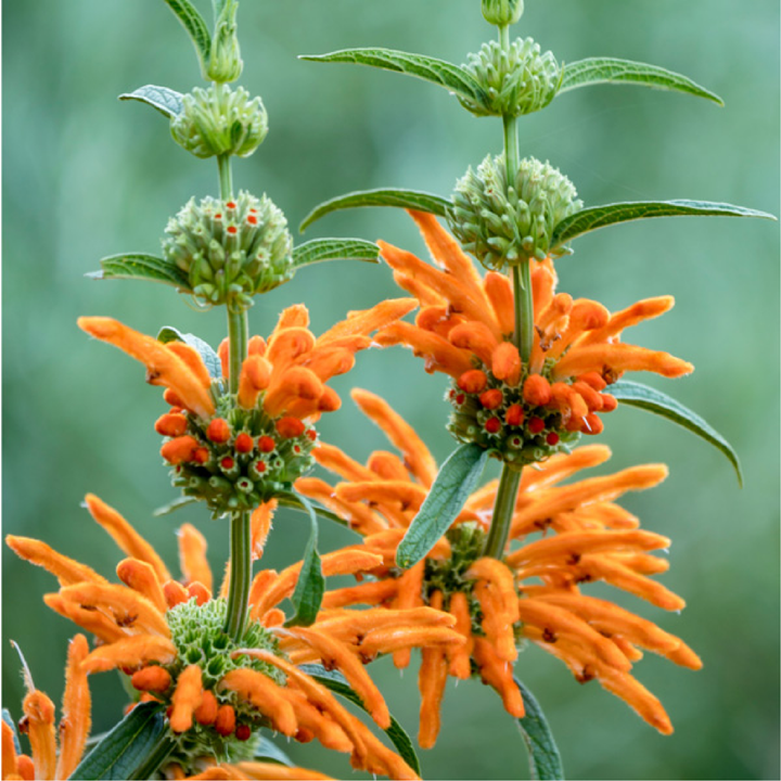 LEONOTIS SEEDS<br> بذور زهور أذن الأسد